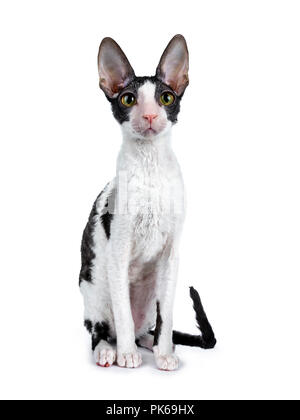 Erstaunlich schwarz bicolor Cornish Rex Katze Kätzchen Mädchen, Sitzen, Front mit Schwanz neben Körper, schaut neugierig über dem Objektiv auf der Rückseite weiß, isoliert Stockfoto