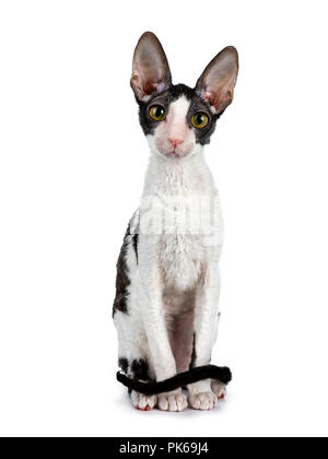 Erstaunlich schwarz bicolor Cornish Rex Katze Kätzchen Mädchen, Sitzen, Front mit Schwanz um Körper, schaut neugierig gerade in die Kamera isoliert Stockfoto