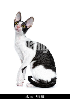 Erstaunlich schwarz bicolor Cornish Rex Katze Kätzchen Mädchen sitzt seitlich mit Schwanz neben Körper und eine vordere Pfote gehoben, schauen neugierig in die Kamera isoliert Stockfoto