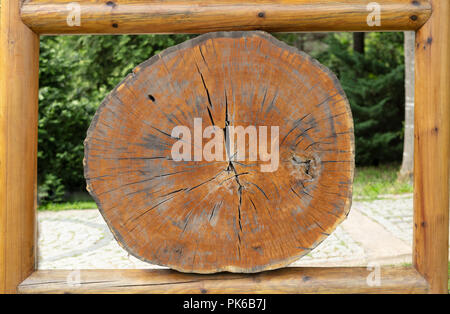 Große kreisförmige Stück Holz Querschnitt mit jährlichen ring Textur muster und Risse. Detaillierte organische Oberfläche aus der Natur. Stockfoto