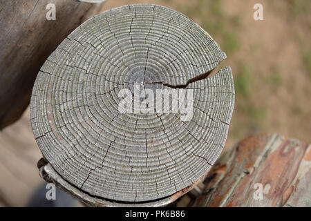 Nahaufnahme einer Holz Hintergrund mit jahresringe. Bild mit hoher Auflösung. Detaillierte organische Oberfläche Stockfoto