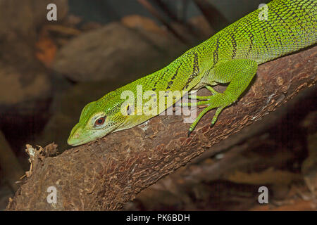 Emerald Tree Monitor (Varanus Prasinus) Stockfoto