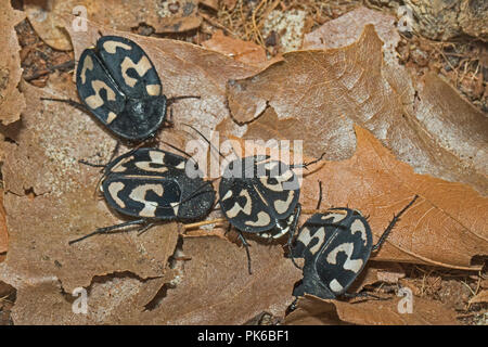 Fragezeichen Kakerlaken (Therea olegrandjeani) Stockfoto