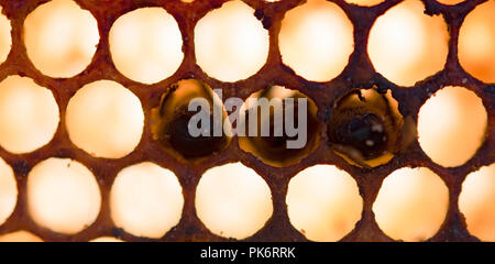 tote Bienen bedeckt mit Staub und Milben auf eine leere Waben Stockfoto