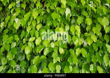 Wand aus grünen Blättern. Natur abstrakt Hintergrund. Stockfoto