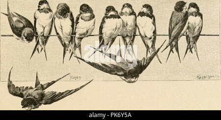 Die ong Vögel und Jahreszeiten' (1888) Stockfoto