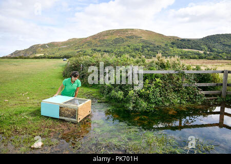 Wasser vole Spezialist Rebecca Northey Orte einen soft release Käfig am Rande der Horner Wasser, Exmoor, wo rund 150 speziell gezüchtete Wasser wühlmäuse an sechs ausgewählten Standorten auf dem Fluss und Streamen von Banken in der National Trust Holnicote Estate wieder eingefuehrt wird. Stockfoto