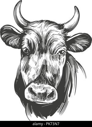 Kuh - Haustier, Bauernhof Hand gezeichnet Vektor-illustration Skizze Stock Vektor