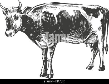 Kuh - Haustier, Bauernhof Hand gezeichnet Vektor-illustration Skizze Stock Vektor