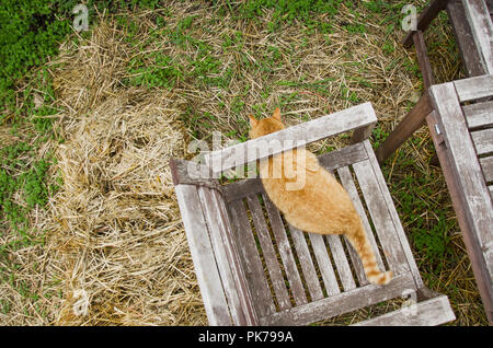 Eine Katze auf einem Stuhl außerhalb Stockfoto