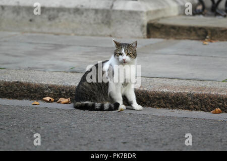 London, UK, 11. September 2018. Larry, die Downing Street Katze und Chief Mouser, gesehen in Downing Street Stockfoto