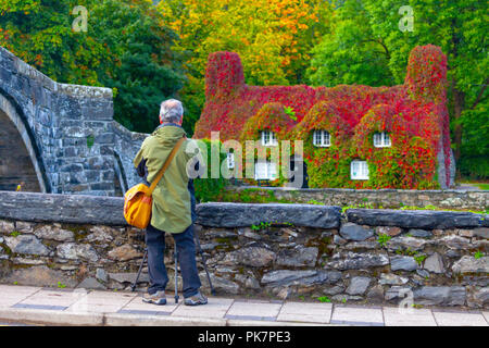 North Wales, 12. September 2018. UK Wetter: Nach einer Nacht, Regen, Sonnenschein zurück in Conwy Valley, North Wales. Herbst Farben der Virginia kriechende Efeu auf Tu Hwnt I'r Bont Teestuben zu stehen, als sie fangen an, rot für Herbst, so wie viele ein Fotograf seine Kamera zielt auf die Teestuben, Llanrwst, Wales - © DGDImages/AlamyNews Stockfoto