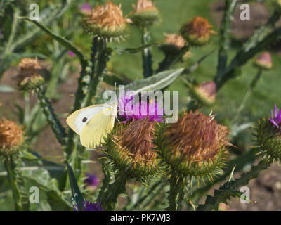 Eine weibliche Pieris Rapae, kleine weiße, auch genannt cabbage Butterfly mit dunklen Flecken, genießen eine Distel Blume in der norwegischen Sommer Stockfoto