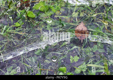 Gefrorenen Pfütze mit Luftblasen und Laub im späten Herbst close-up Stockfoto