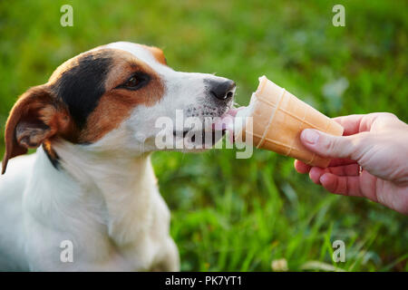 Kleine Hunderassen Jack Russell Terrier isst Eis Stockfoto