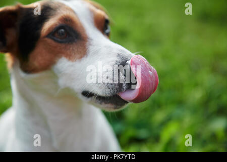 Funny Jack Russell leckt seine Nase mit rosa Zunge Stockfoto