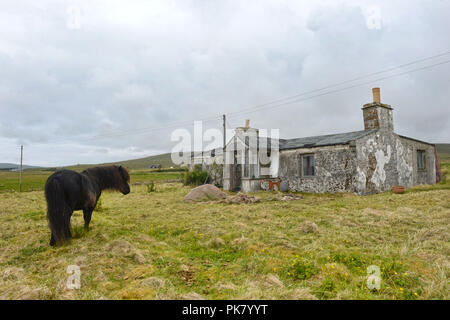 Alte heruntergekommene Croft Haus auf der Insel Unst aufgegeben und fällig mit Shetland pony draußen zu Wetter Stockfoto