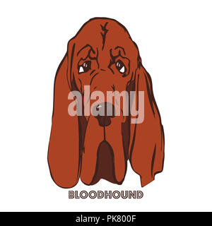 Hand gezeichnet Hundeportrait. Basset Hund Face auf weißem Hintergrund. Skizze von reinrassigen Hund. T-Shirt Druck Idee für Tierfreunde. Stockfoto