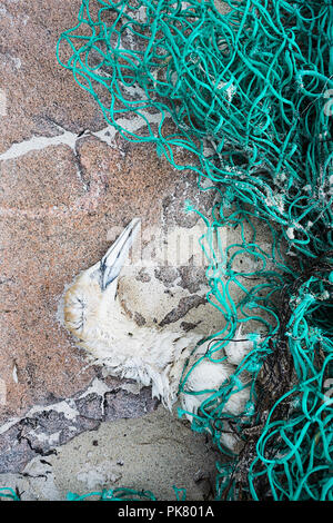 Gannett (Morus bassanus), tot, nachdem in einem Fischernetz, Hushinish, Isle of Harris, Schottland verwirrt zu sein Stockfoto