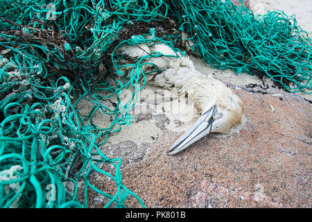 Gannett (Morus bassanus), tot, nachdem in einem Fischernetz, Hushinish, Isle of Harris, Schottland verwirrt zu sein Stockfoto