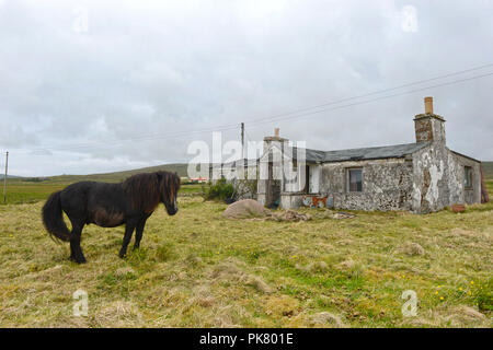 Alte heruntergekommene Croft Haus auf der Insel Unst aufgegeben und fällig mit Shetland pony draußen zu Wetter Stockfoto