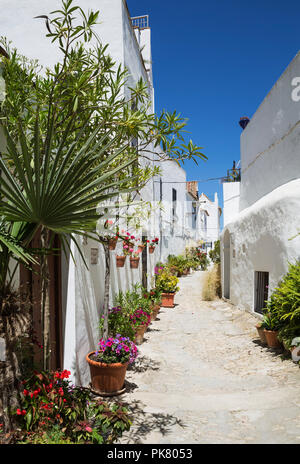 Gasse mit Blumentöpfen und brillianty weiß getünchte Häuser in der Altstadt von Vejer de la Frontera, Cadiz Provinz Stockfoto