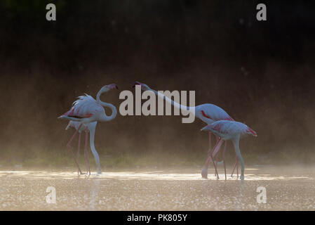 Mehr Flamingo (Phoenicopterus Roseus), zwei Paare, Fütterung Weibchen und streitenden Männer, an einem kalten und nebligen Morgen im Stockfoto