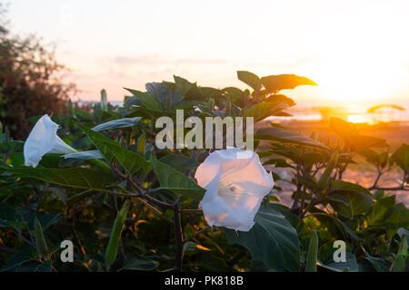 Blüte Bush von jimson Weed, Datura inoxia Blume Stockfoto