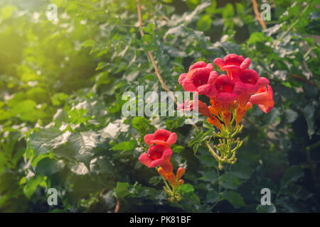 Trompete Kriechgang Flamenco Blumen im Garten Stockfoto