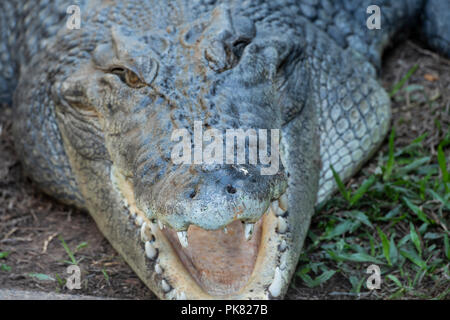Australien, Northern Territory. Salzwasser Krokodil aka Saltie (Crocodylus porosus). Stockfoto