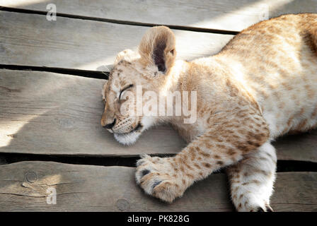 Baby lion schlafen friedlich Nahaufnahme im Sonnenlicht. Stockfoto