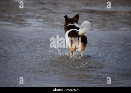 Kleine jack russel x Chihuahua hund Spritzwasser durch Pfützen am Strand Stockfoto