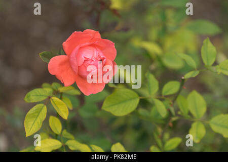 Floral background mit rote Rosen auf grün Blatt Hintergrund Stockfoto