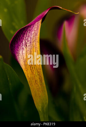 Odessa Schwarz Arum Lily Stockfoto