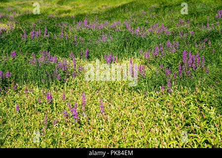 Blass (Persicaria lapathifolia persicaria) und blutweiderich (Lythrum salicaria), Edersee-Atlantis, Edersee, Hessen, Deutschland, Europa Stockfoto