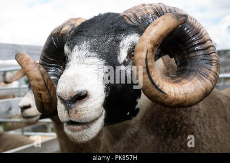 Blackfaced Ram mit großen Hörnern auf der Dumfries und Lockerbie Agricultural Show 2018 Stockfoto