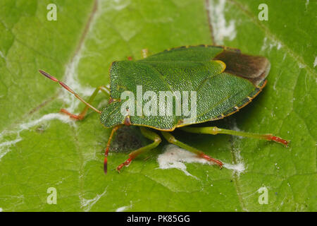 Gemeinsame Green Shieldbug (Palomena prasina) ruht auf Blatt. Tipperary, Irland Stockfoto