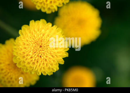 Geschlossen von kleinen gelben Chrysanthemum flower auf top Aussicht, wunderschöne Blume Hintergrund Konzept Stockfoto