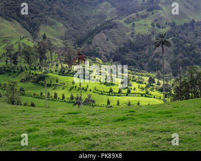 Hügeln und hohen Wachs Palmen im Cocora Tal in der Nähe des Salento, Kolumbien Stockfoto