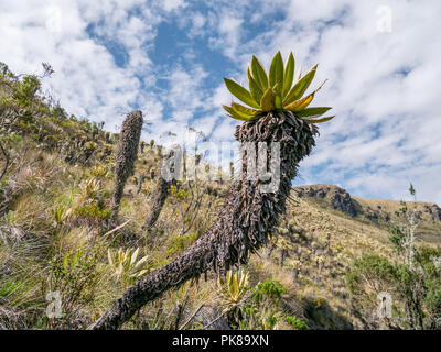 Schöne kolumbianische Nevado de Tolima mit frailejones (Espeletia), in der Nähe des Salento in Los Nevados, Kolumbien Stockfoto