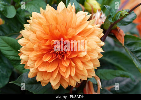 Blüte Orange Dahlia Stockfoto