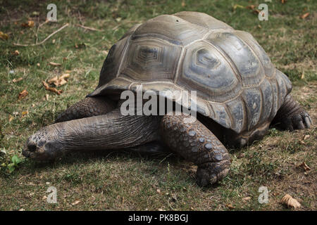 Aldabra-Riesenschildkröte (Aldabrachelys Gigantea). Stockfoto