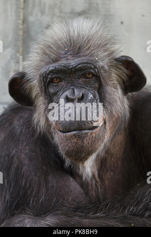 Gemeinsame Schimpanse (Pan troglodytes), auch als die robuste Schimpansen bekannt. Stockfoto