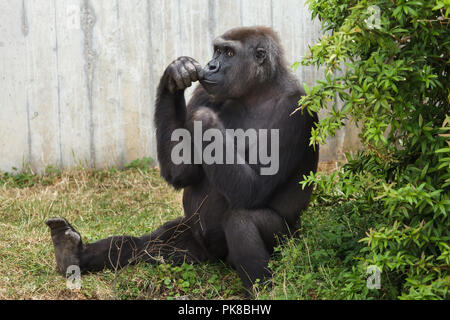 Westlicher Flachlandgorilla (Gorilla gorilla Gorilla) in Heidelberg Zoo Heidelberg, Baden-Württemberg, Deutschland. Stockfoto