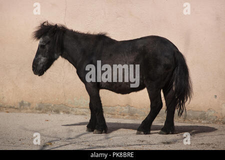 Shetland pony (Equus ferus caballus f. domestica). Stockfoto