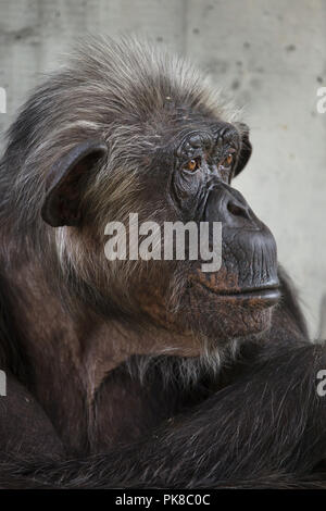 Gemeinsame Schimpanse (Pan troglodytes), auch als die robuste Schimpansen bekannt. Stockfoto