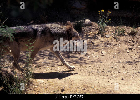 Nicht 1032493 MEXIKANISCHE WOLF Canis lupus baileyi eine Unterart des grauen Wolf. Arizona Sonora Desert Museum Stockfoto