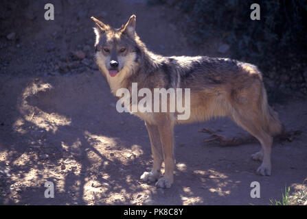 Nicht 1032493 MEXIKANISCHE WOLF Canis lupus baileyi eine Unterart des grauen Wolf. Arizona Sonora Desert Museum Stockfoto