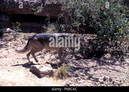 Nicht 1032503 MEXIKANISCHE WOLF Canis lupus baileyi eine Unterart des grauen Wolf. Arizona Sonora Desert Museum Stockfoto