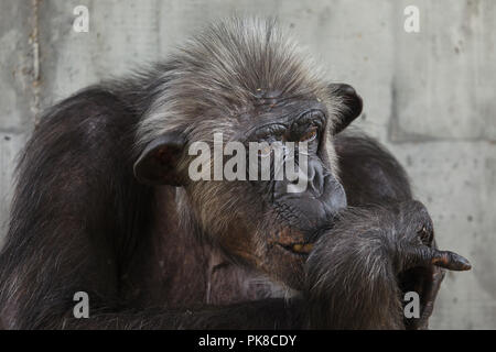 Gemeinsame Schimpanse (Pan troglodytes), auch als die robuste Schimpansen bekannt. Stockfoto